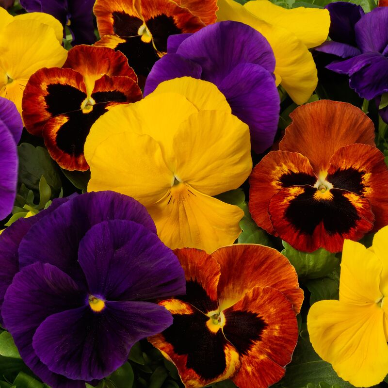 Pansy Majestic Giants II Autumn Mix F1 Seed