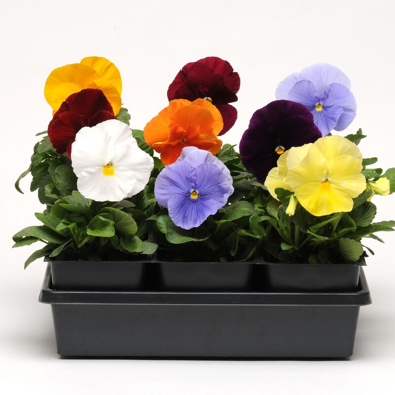 Pansy Matrix Clear Mix Seed
