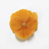 Pansy Top Wave Orange F1 Seed