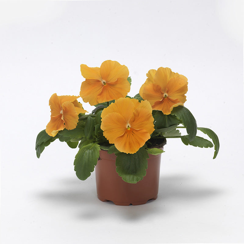 Pansy Top Wave Orange F1 Seed