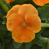 Pansy Top Wave Orange F1 Seed