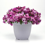 Pansy Top Wave Pink Shades F1 Seed