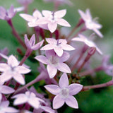 Pentas Northern Lights F1 Seed