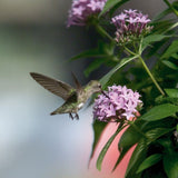 Pentas Northern Lights F1 Seed