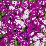 Petunia Dot Star Dark Violet F1 Seed