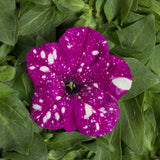 Petunia Dot Star Dark Violet F1 Seed