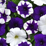 Petunia E3 Easy Wave Deja Vu Mix Seed