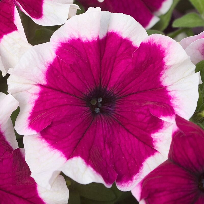 Petunia Hulahoop Burgundy F1 Seed