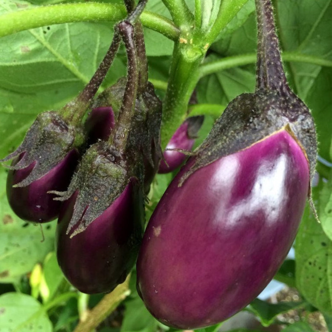 Patio Baby Eggplant Seeds 30 Plus Fresh Organic Seeds for the 2026 Season