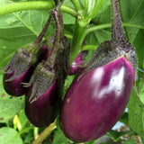 Patio Baby Eggplant Seeds 30 Plus Fresh Organic Seeds for the 2026 Season