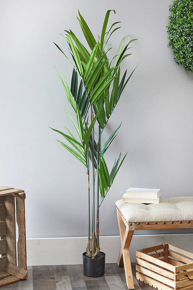 5 Foot Kentia Palm Potted Plant