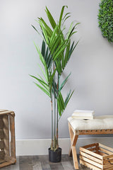 5 Foot Kentia Palm Potted Plant