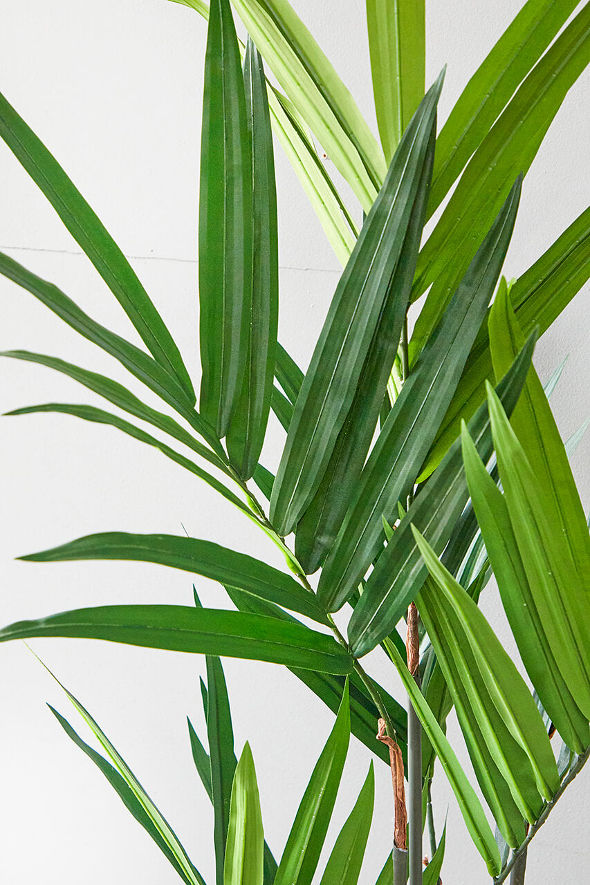 5' Kentia Palm Potted