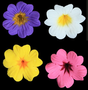 Primula Flower - assorted Color Primroses 110 ct