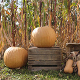 Pumpkin Cider F1 Seed