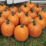 Pumpkin Karma F1 Seed