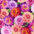 Cotton Purple Dahlias Blissful Blooms Fabric 43/44"