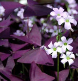 Purple Shamrock Bulbs Oxalis Triangularis