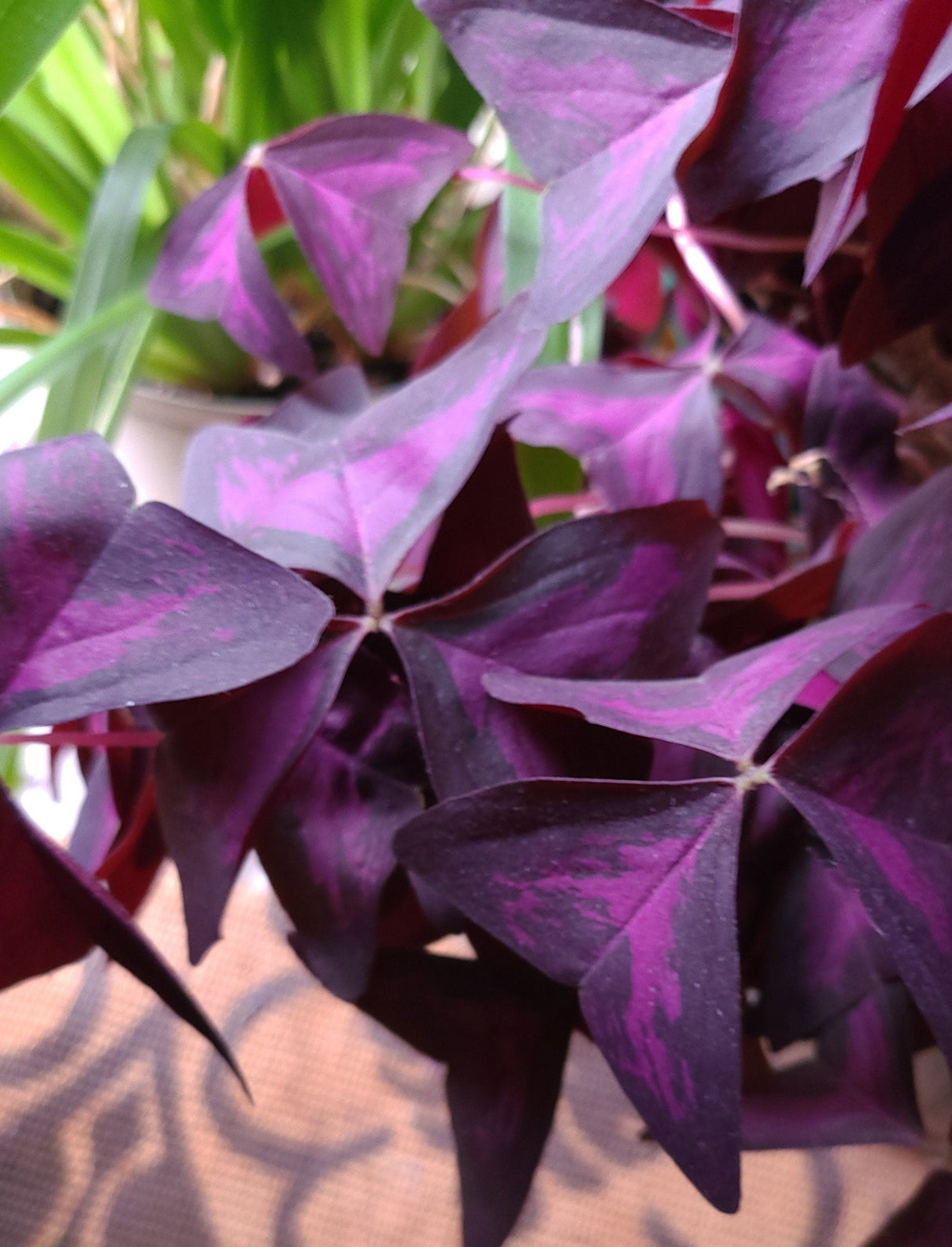 Purple Shamrock Bulbs Oxalis Triangularis
