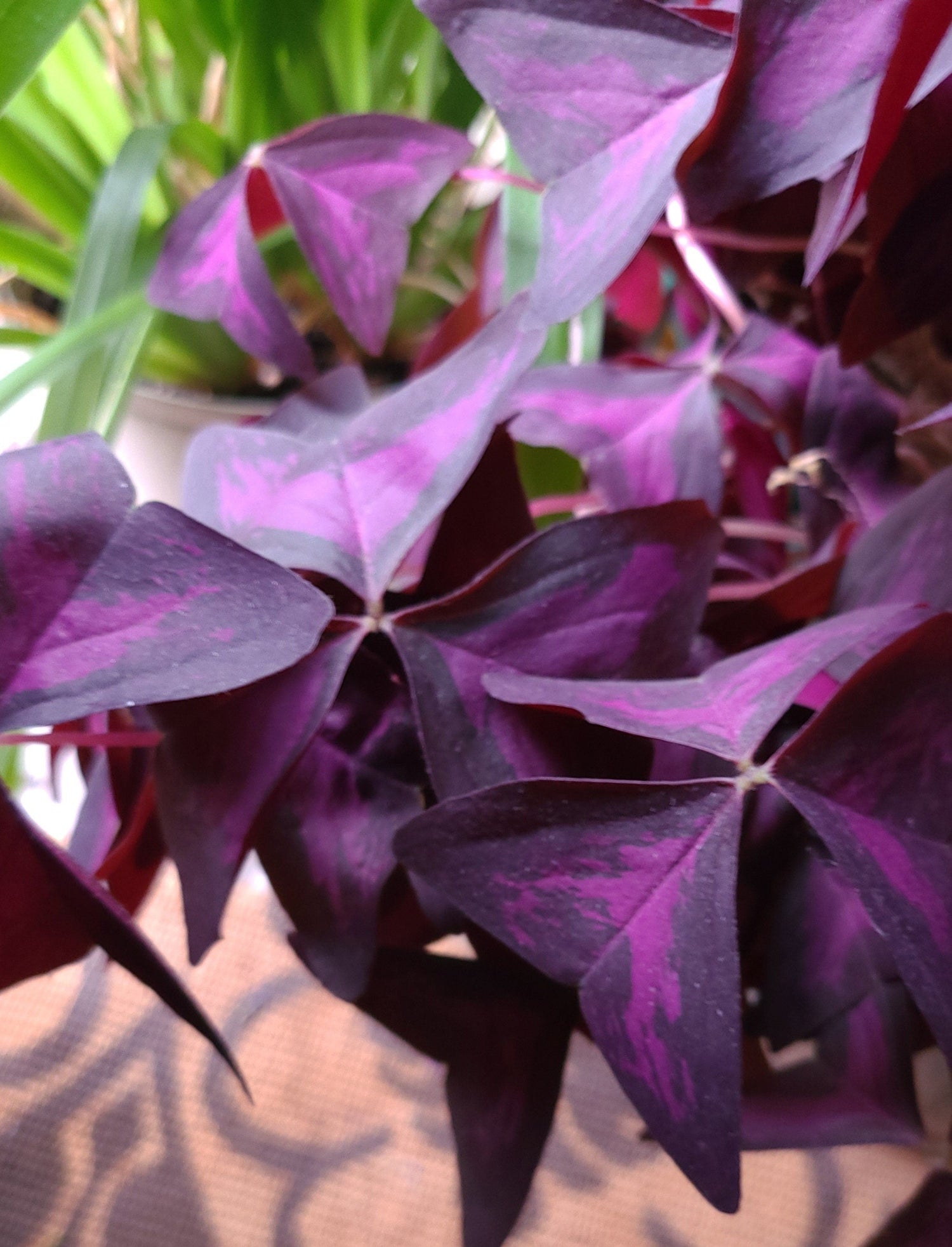 Purple Shamrock Bulbs Oxalis Triangularis