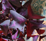 Purple Shamrock Bulbs Oxalis Triangularis