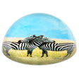 Zebra Dome Paperweight 80 mm