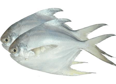 Rupchanda