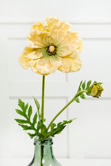 29" Giant Ranunculus Stem