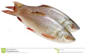 Rohu 5 KG