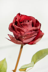 21" Dried Red Rose Stem