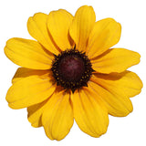 Rudbeckia Tablemate Gold Seed