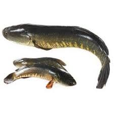 Shole 2 Kg