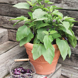 Patio Baby Eggplant Seeds 30 Plus Fresh Organic Seeds for the 2026 Season