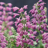 Salvia Summer Jewel Lavender Seed
