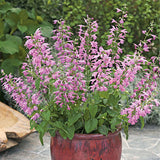 Salvia Summer Jewel Lavender Seed