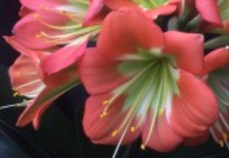 Clivia Miniata Seedling Heat Pack