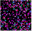 Cotton Fabric Electric Black Electric Dots 44/45"