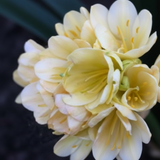 Clivia Seedling Tangelo x Nefertiti Gold
