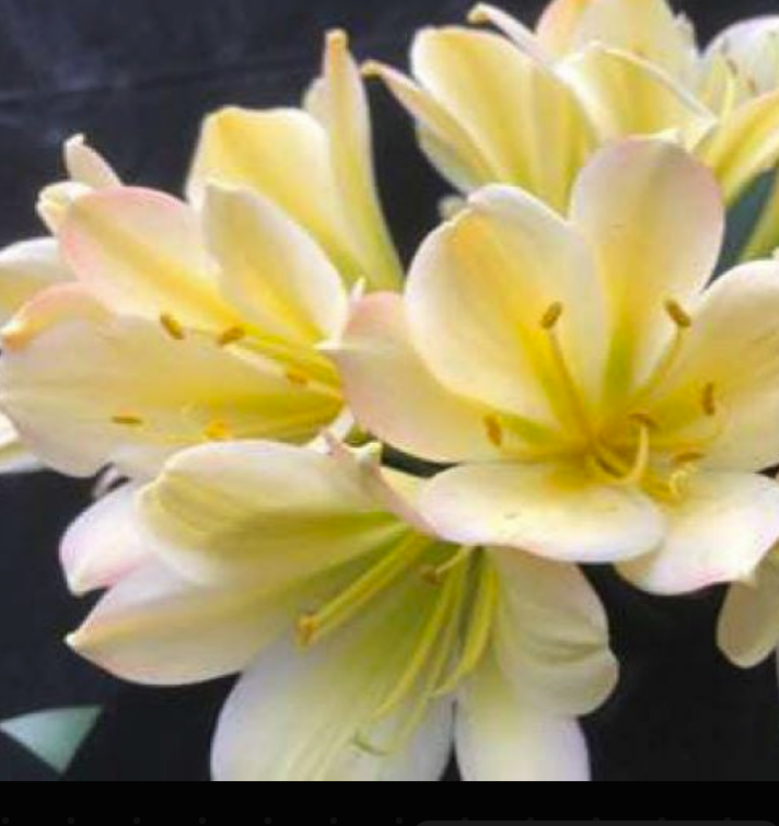 Clivia Plant Chinese Blush x Self Seedling