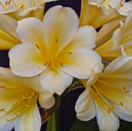Clivia Seedling Cross Between Natal Yellow x Japanese Yellow Daruma and Dijon Mustard Blush