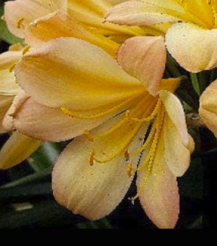 Clivia Seedling Cross Between Natal Yellow x Japanese Yellow Daruma and Dijon Mustard Blush
