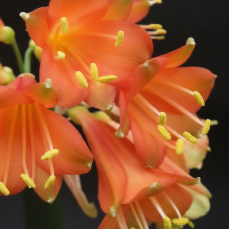 Clivia Interspecific Hybrid Seedling Plant