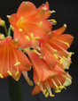 Clivia Interspecific Hybrid Seedling Plant