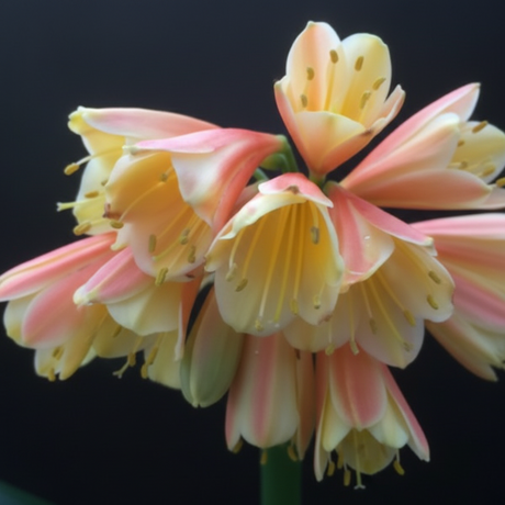 Clivia Interspecific Hybrid Seedling Plant