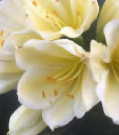 Clivia Seedling Chinese Compact Yellow x Golden Vindi-Cation One Plant