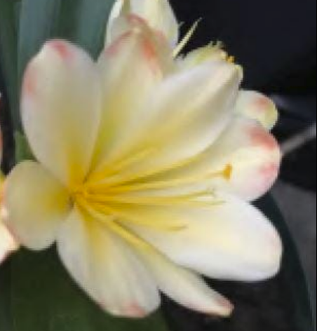 Clivia Seedling Chinese Compact Yellow x Golden Vindi-Cation One Plant