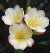 Clivia Seedling Cross Between Tangelos 3-4 Leaves