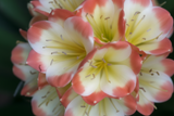 Clivia Seedling Tangelo x Nefertiti Gold