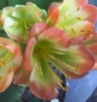 Clivia Seedling Green Throat Hattori x Nefertiti Gold
