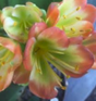 Clivia Seedling Green Throat Hattori x Nefertiti Gold
